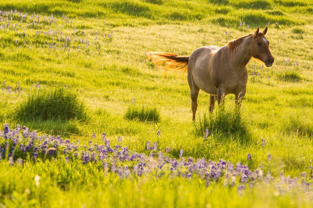 A horse in a meadow of Bluebonnets on a Texas ranch